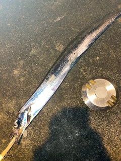 タチウオの釣果