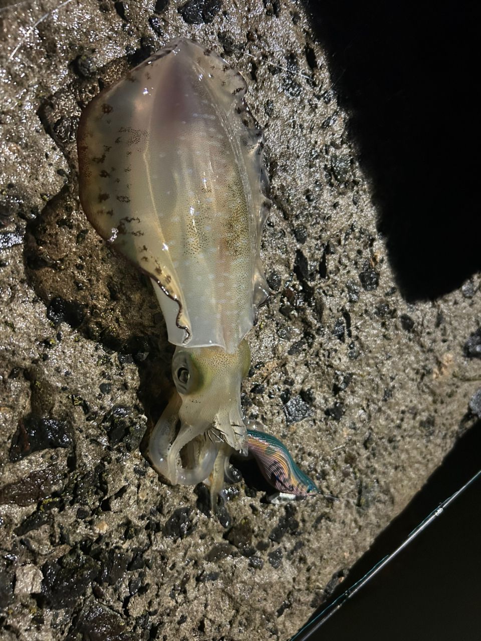 アオリイカ