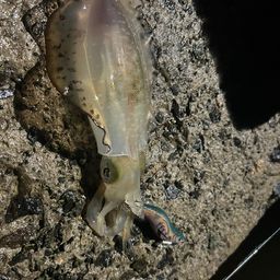 アオリイカ