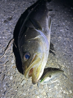シーバスの釣果
