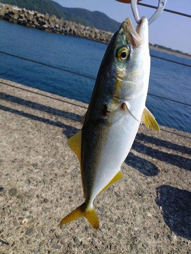 ワカシの釣果