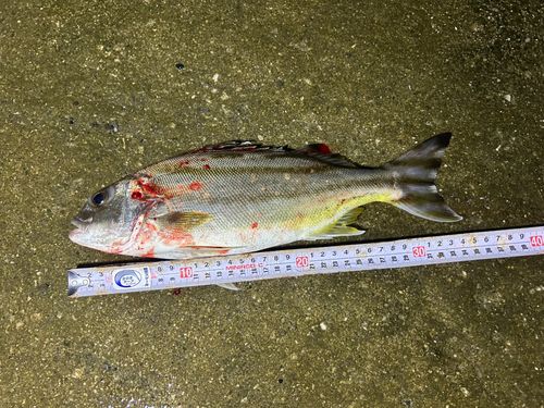 コトヒキの釣果