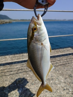 ショゴの釣果