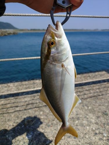 ショゴの釣果