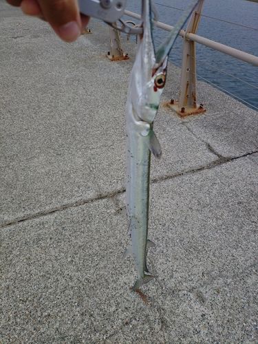 大磯港
