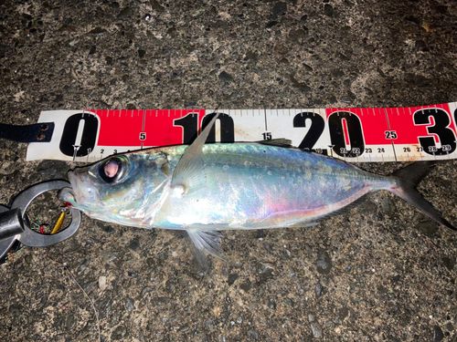 メアジの釣果