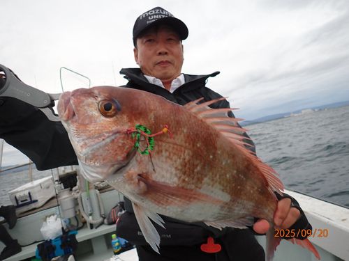 マダイの釣果