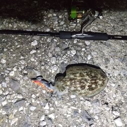 コウイカ