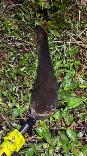 マナマズの釣果