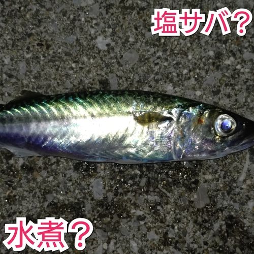 サバの釣果