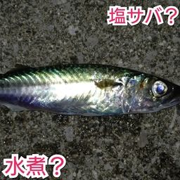 サバ