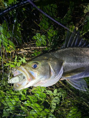 スズキの釣果