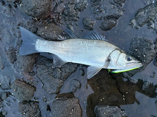 フッコ（ヒラスズキ）の釣果