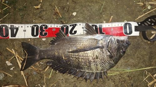 クロダイの釣果