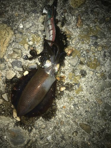 アオリイカの釣果