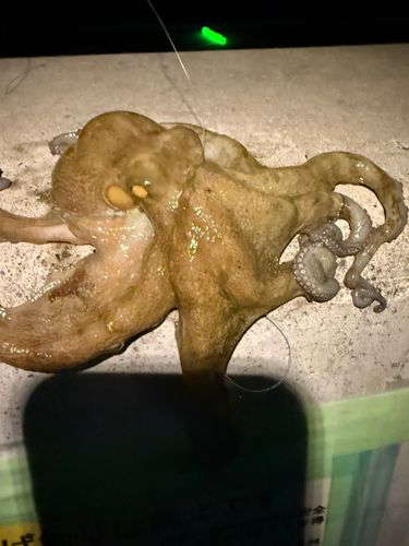 タコの釣果