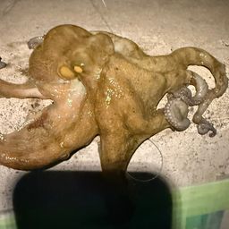 タコ