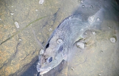 キビレの釣果
