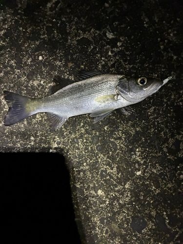 セイゴ（マルスズキ）の釣果