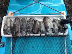 コウイカの釣果