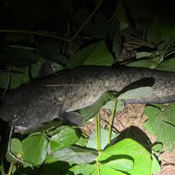 ナマズ