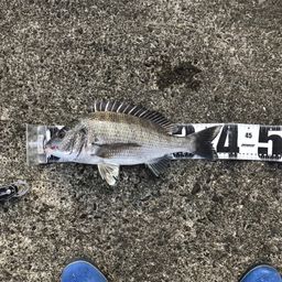 チヌ
