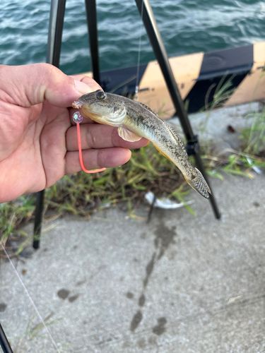 釣果