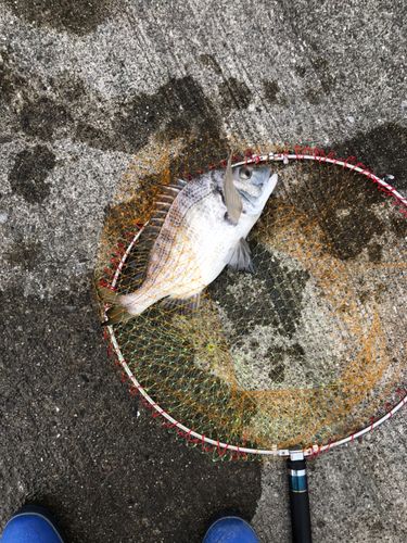 田辺湾