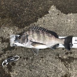 チヌ