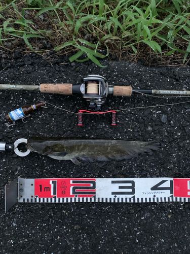 岐阜県南部