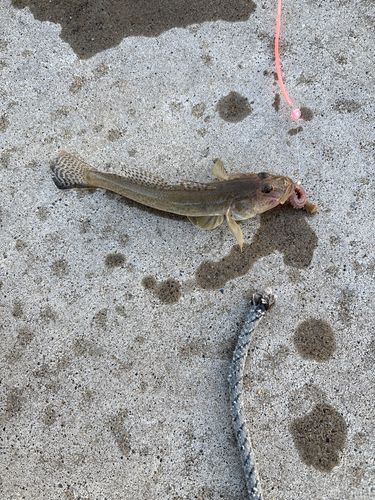 釣果