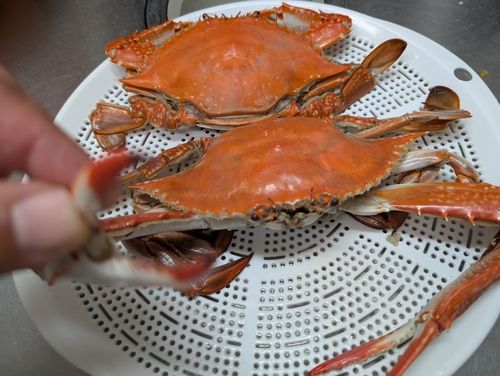 ワタリガニの釣果