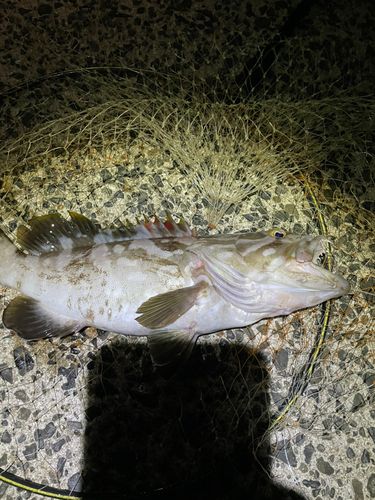 クエの釣果