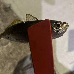 アジ