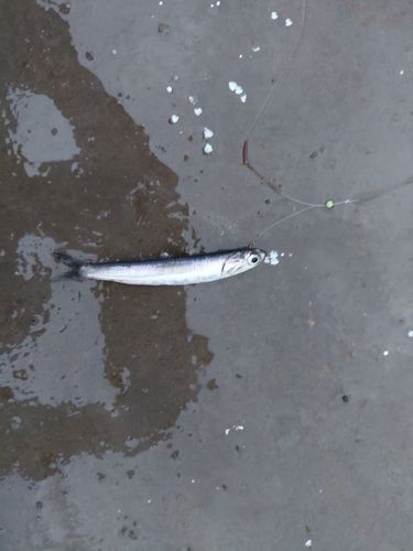 カタクチイワシの釣果