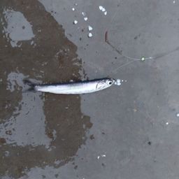 カタクチイワシ