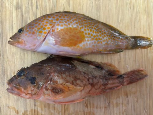 キジハタの釣果