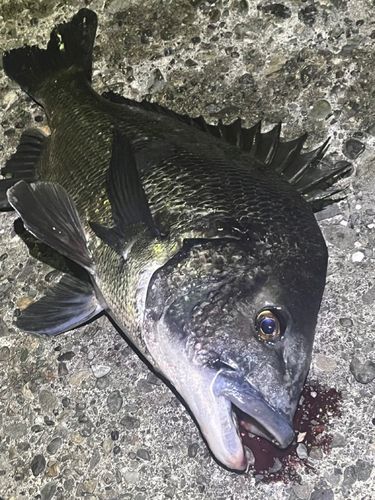 チヌの釣果