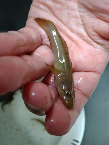 ドロメの釣果