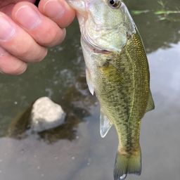 ラージマウスバス