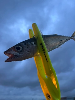 サバの釣果