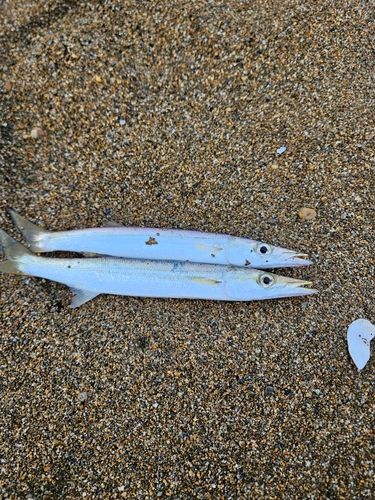 カマスの釣果
