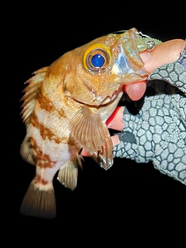 メバルの釣果