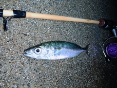 サバの釣果
