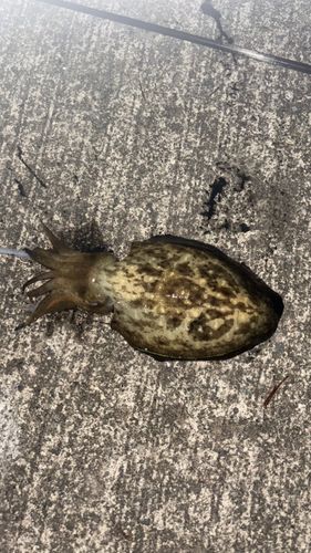 コウイカの釣果