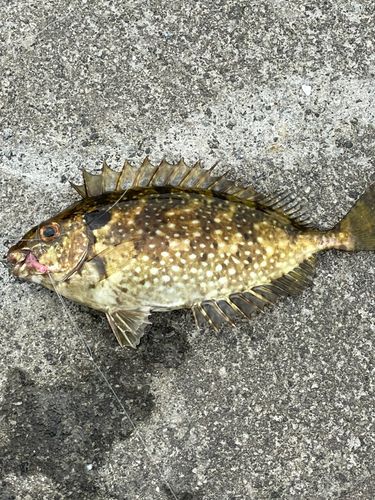 アイゴの釣果