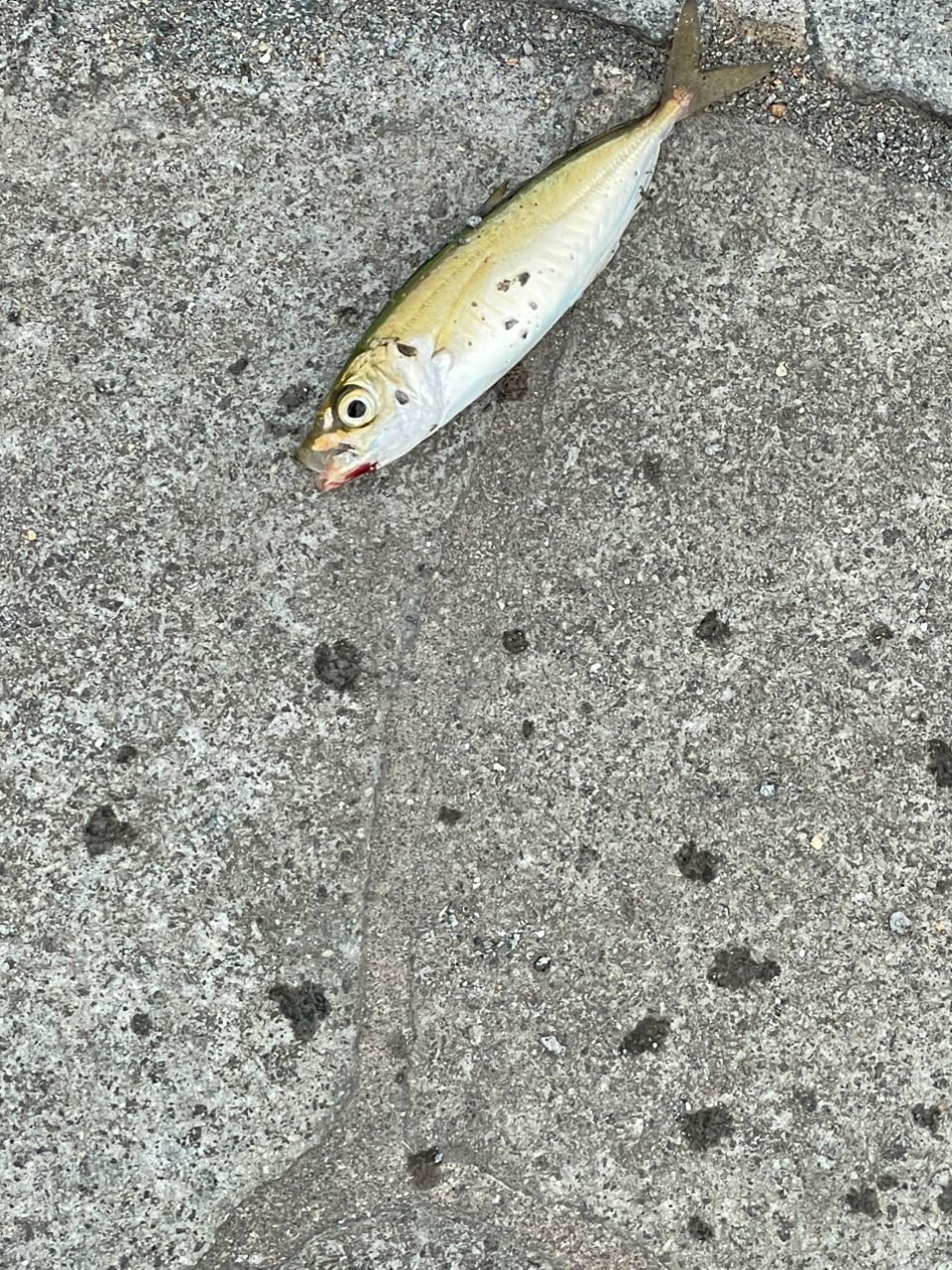 アイゴ