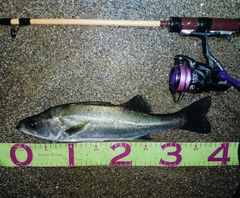 フッコ（マルスズキ）の釣果