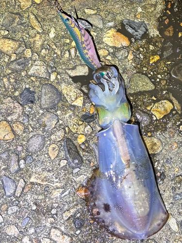 アオリイカの釣果