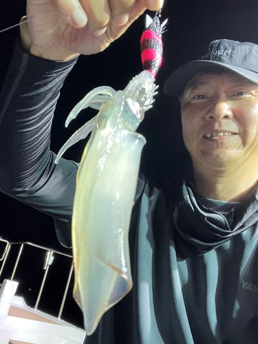 ケンサキイカの釣果